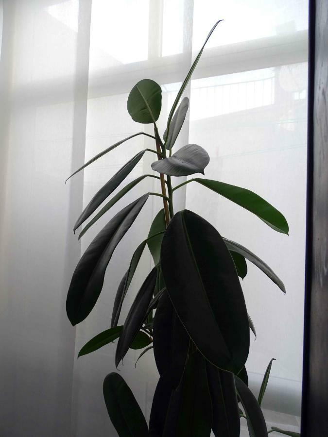 Focolare Apartment กาเซเรส ภายนอก รูปภาพ